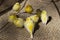 Group small yellow canaries eating on ground