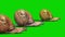 Group of Snail Animals Flat Strip Green Screen Side 3D Rendering Animation