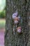 Group of snails climbing up on a tree.