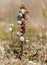 A group of snails sitting on a stalk on dunes in Normandy