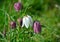 A Group of Snake`s Head Fritillary flowers