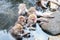 Group of Snow monkeys Macaca fuscata sitting in a hot spring. Cute Japanese macaque from Jigokudani Monkey Park in Japan