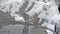 Group of snow monkeys relaxing in a natural hot-spring, Jigokudani, Nagano, Japan.