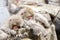 Group of Snow monkeys sleeping in a hot spring. Jigokudani Monkey Park in Japan, Nagano Prefecture. Cute Japanese macaques