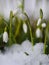 Group of snowdrop flowers growing in snow