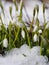 Group of snowdrop flowers growing in snow