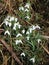 Group of snowdrops in bloom at roadside