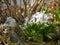 Group of snowdrops blossoming in Spring