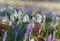 Group of snowdrops and crocus flowers at springtime