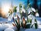 a group of snowdrops flower in the snow