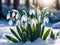 a group of snowdrops flower in the snow