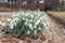 Group snowdrops near ditch in rural landscape