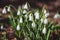 Group of snowdrops in spring forest, Galanthus nivalis flowering in the wild