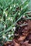 A group of Snowdrops Wildflowers, Galanthus nivalis