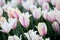 Group soft pink tulips. Beautiful tulip in a flowerbed.