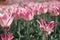Group soft pink tulips. Beautiful tulip in a flowerbed.