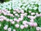 group of soft pink and white tulips flowers