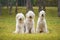 Group of South Russian Sheep Dog