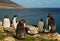 Group of southern rockhopper penguins standing on the rocks