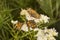 Group of spangled fritillary butterflies on mountain mint flower