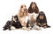 Group Spaniels dogs