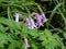 Group of the Spanish bluebell (Endymion hispanicus or Scilla hispanica) flowering with pale pink pendulous bell