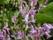 Group of the Spanish bluebell (Endymion hispanicus or Scilla hispanica) flowering with pale pink pendulous bell