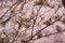 Group of Sparrow birds enjoying Cherry blossoms