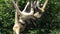 Group of Spider monkeys play on a rope