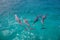 Group of spinner dolphins floating on the turquoise water's surface. Stenella longirostris.