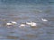 Group of spoonbills, Platalea leucorodia, feeding in shallow water at low tide of North Sea, Netherlands