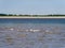 Group of spoonbills, Platalea leucorodia, feeding in shallow water at low tide of North Sea, Netherlands