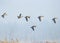 A group of spot billed ducks