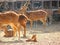 A Group of Spotted Deer Chital with a Fawn and Juveniles in Zoo, Jaipur, Rajasthan, India