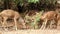 group of spotted Deer herd eats prey