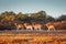 Group of spotted Deers