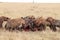 Group of spotted hyenas feeding on a carcass in the african savannah.