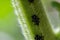 Group of Spotted Lanternflies on a Sunflower Stem