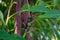 A Group of Spotted Lanternfly Nymphs Resting on a Green Plant