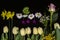 Group of spring flowers, one rosebud, daffodils, gypsophila, Mimosa twigs, small asters and cyclamen on black background