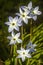 Group of Spring Starflower in Grasslike leaves