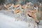 Group of Springbok antelopes is cautiously crossing a dirt road