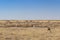 A group of springbok antelopes eating grass in Etosha national park â€“ Namibia / Africa