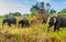 Group of Sri Lankan elephants Elephas maximus maximus in Uda Walawe National Park, Sri Lan