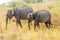 Group of Sri Lankan elephants Elephas maximus maximus in Uda Walawe National Park, Sri Lan