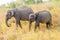 Group of Sri Lankan elephants Elephas maximus maximus in Uda Walawe National Park, Sri Lan