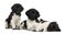 Group of Stabyhoun puppies in a row, isolated