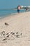 Group of standing sanderling sea birds along beach, shoreline in Gulf of Mexico