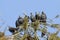 A group of star birds, sturnus vulgaris, sitting on a twig of a larch