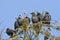 A group of star birds, sturnus vulgaris, sitting on a twig of a larch